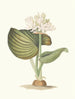 Pancratium amboinense - Priscilla Susan Bury — artwork view