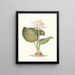 Pancratium amboinense - Priscilla Susan Bury — framed artwork on a wall