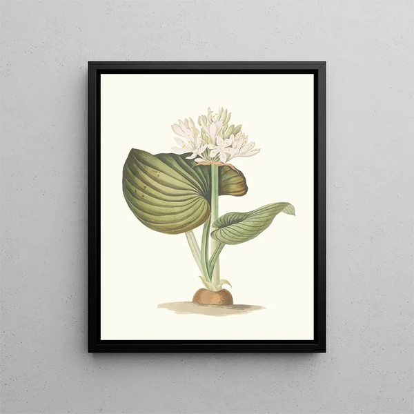 Pancratium amboinense - Priscilla Susan Bury — framed artwork on a wall