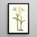 Pancratium Calathinum - Priscilla Susan Bury — framed artwork on a wall