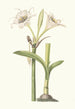 Pancratium Calathinum - Priscilla Susan Bury — artwork view