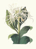Pancratium Speciosum - Priscilla Susan Bury — artwork view