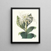Pancratium Speciosum - Priscilla Susan Bury — framed artwork on a wall