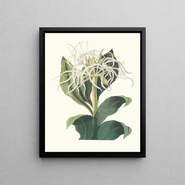 Pancratium Speciosum - Priscilla Susan Bury — framed artwork on a wall