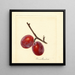 Prunus domestica Illinois Ironclad - Anonymous — framed artwork on a wall