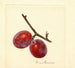 Prunus domestica Illinois Ironclad - Anonymous — artwork view