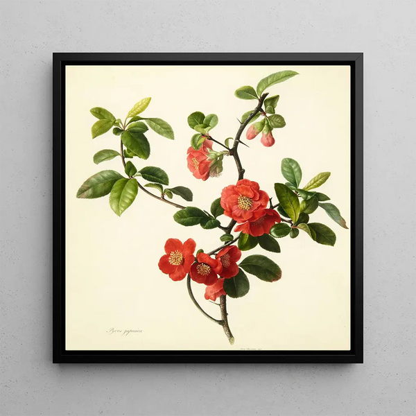 Pyrus japonica coing japonais - Mary Lawrance — framed artwork on a wall