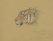 Tête de tigre - Raden Saleh — artwork view