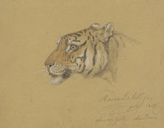 Tête de tigre - Raden Saleh — artwork view