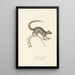 Centurie zoologique Pl01 - René Primevère Lesson — framed artwork on a wall