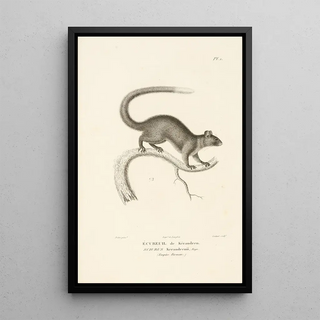 RenPrimevre Lesson - Centurie zoologique Pl01.webp