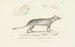 Centurie zoologique Pl02 - René Primevère Lesson — artwork view
