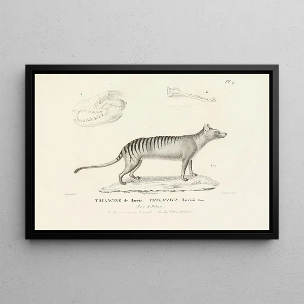 Centurie zoologique Pl02 - René Primevère Lesson — framed artwork on a wall