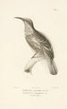 Centurie zoologique Pl05 - René Primevère Lesson — artwork view