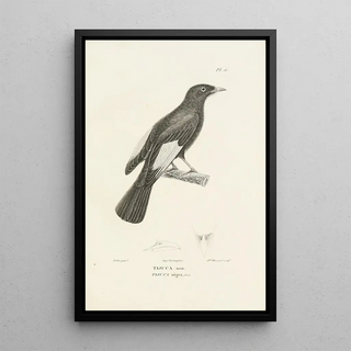 RenPrimevre Lesson - Centurie zoologique Pl06.webp