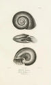 Centurie zoologique Pl09 - René Primevère Lesson — artwork view