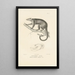 Centurie zoologique Pl10 - René Primevère Lesson — framed artwork on a wall