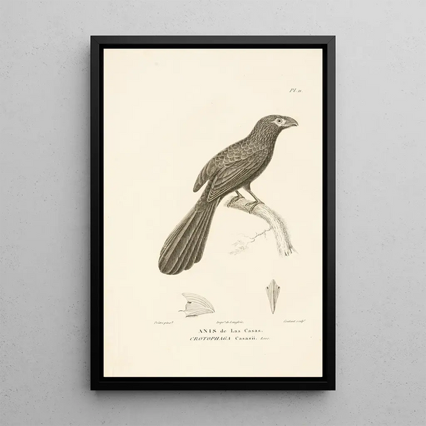 Centurie zoologique Pl11 - René Primevère Lesson — framed artwork on a wall