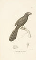 Centurie zoologique Pl11 - René Primevère Lesson — artwork view