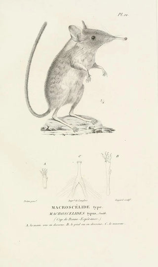 RenPrimevre Lesson - Centurie zoologique Pl12.webp