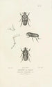 Centurie zoologique Pl13 - René Primevère Lesson — artwork view