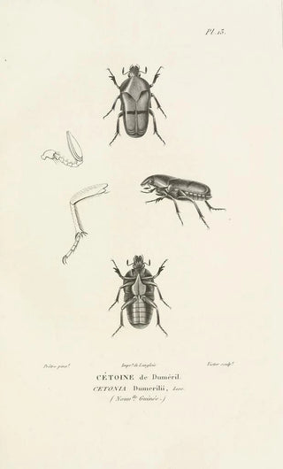 RenPrimevre Lesson - Centurie zoologique Pl13.webp