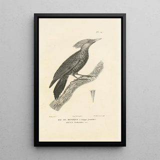 RenPrimevre Lesson - Centurie zoologique Pl14.webp