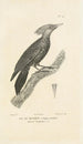 Centurie zoologique Pl14 - René Primevère Lesson — artwork view