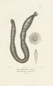 Centurie zoologique Pl15 - René Primevère Lesson — artwork view