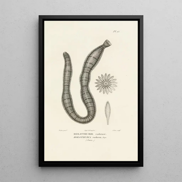 Centurie zoologique Pl15 - René Primevère Lesson — framed artwork on a wall