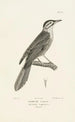 Centurie zoologique Pl16 - René Primevère Lesson — artwork view