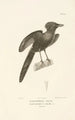 Centurie zoologique Pl19 - René Primevère Lesson — artwork view