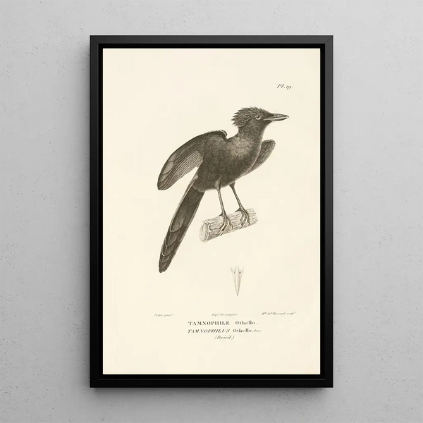 Centurie zoologique Pl19 - René Primevère Lesson — framed artwork on a wall