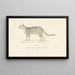 Centurie zoologique Pl21 - René Primevère Lesson — framed artwork on a wall