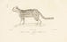 Centurie zoologique Pl21 - René Primevère Lesson — artwork view