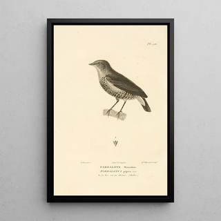 RenPrimevre Lesson - Centurie zoologique Pl26.webp