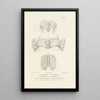 RenPrimevre Lesson - Centurie zoologique Pl28.webp