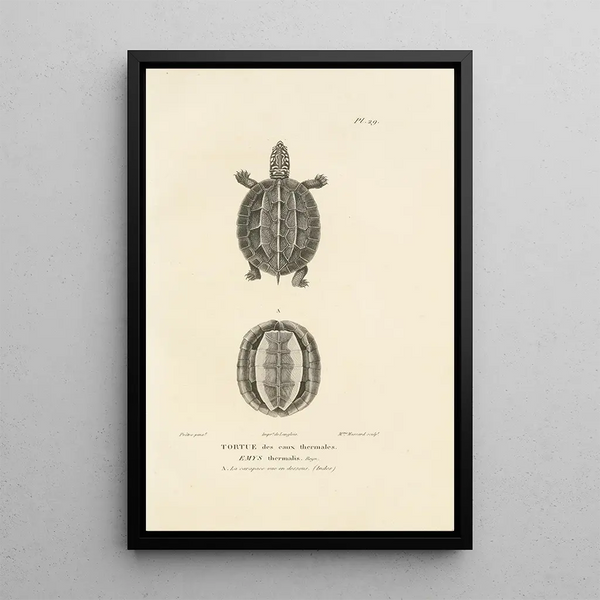 Centurie zoologique Pl29 - René Primevère Lesson — framed artwork on a wall