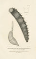 Centurie zoologique Pl31 - René Primevère Lesson — artwork view