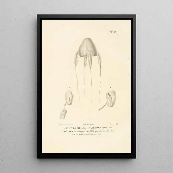 Centurie zoologique Pl33 - René Primevère Lesson — framed artwork on a wall