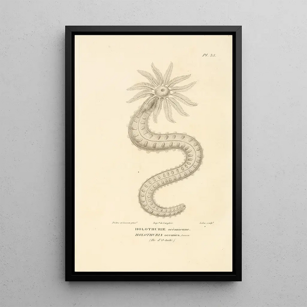Centurie zoologique Pl35 - René Primevère Lesson — framed artwork on a wall
