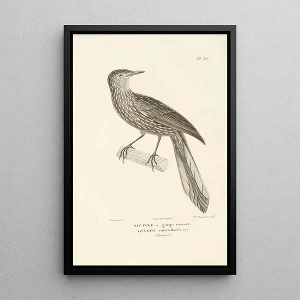 Centurie zoologique Pl36 - René Primevère Lesson — framed artwork on a wall