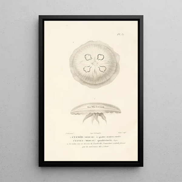 Centurie zoologique Pl37 - René Primevère Lesson — framed artwork on a wall