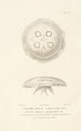 Centurie zoologique Pl37 - René Primevère Lesson — artwork view