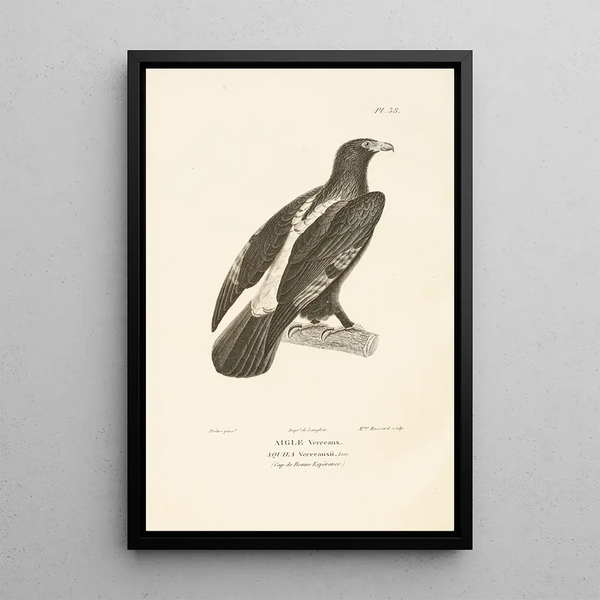 Centurie zoologique Pl38 - René Primevère Lesson — framed artwork on a wall