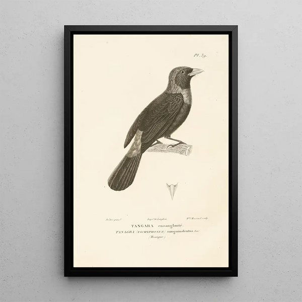 Centurie zoologique Pl39 - René Primevère Lesson — framed artwork on a wall