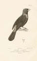 Centurie zoologique Pl39 - René Primevère Lesson — artwork view