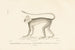 Centurie Zoologique Pl40 - René Primevère Lesson — artwork view