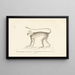 Centurie Zoologique Pl40 - René Primevère Lesson — framed artwork on a wall
