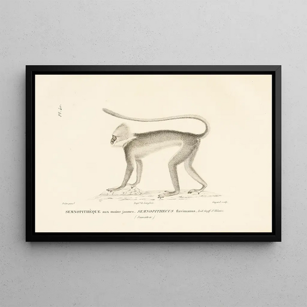 Centurie Zoologique Pl40 - René Primevère Lesson — framed artwork on a wall